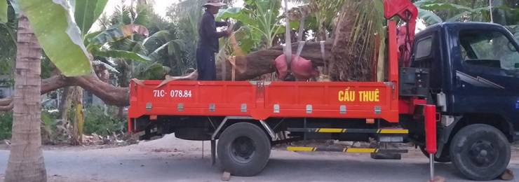 Xe cẩu